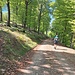 strada forestale