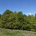 verso il monte  Fojorina