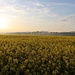 Rapsfeld bei Bautzen