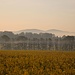 Rapsfeld bei Bautzen