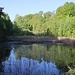 Waldteich