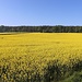 Rapsfeld