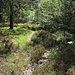 Idyllischer Pfad