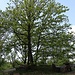 Hohe Dubrau, Gipfel