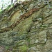 Hohe Dubrau, Steinbruch, Grauwacke
