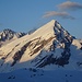 Rinderhorn im Abendlicht