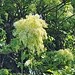 <b>Fraxinus ornus.</b>