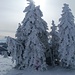 Schneekleid für die Bäume
