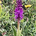 ... einer Orchis ...