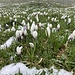 viel später zu einer grossen Krokuswiese - mit wenig Neuschnee