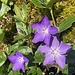 Auftakt zum doch grossen Blumen- ...