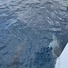 Ein Delfinpaar begleitet uns auf der Fahrt nach Cala Millor (Bild aus einem Videoclip)