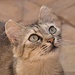 da werden auch marrokanische Katzen aufmerksam..