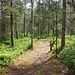 Rundweg um den Etang