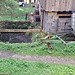 an der Wiesegg-Alm