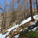 Il sentiero nel bosco, salendo al Rifugio Vittorio Emanuele II.