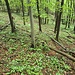 Scesi di poco più di 100mt seguiamo il sentiero nel bosco.
Il sottobosco è letteralmente tapezzato di aglio orsino 