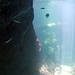 Neugierige Fische.