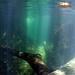 Klares Wasser aus den Bergen von Guadeloupe.