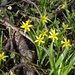 Wald-Gelbstern