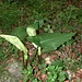 <b>Gigaro (Arum italicum)</b> (Foto d'archivio del 20.5.2002).