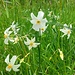Narcisi
