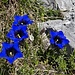 Un blu così intenso