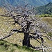 Scheletro di larice