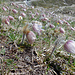 Zurück im Frühling bei den Kuhschellen an der Passstrasse.