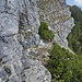 Blick zurück: Wir kamen von rechts unten am Latschenrand und nahmen dann den Weiter in Richtung zur Fotoposition. Direkt vor mir ein plattenartiges, leicht abdrängendes Band, das aber mit sehr kompaktem Fels aufwartet.. Oben zu sehen ist Philip, der den alternativen Weg erforscht. Wir entschieden uns dann den Weiterweg in die Richtung, wo ich stehe. 