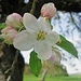 Im Reich der Apfelblüten III