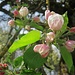 Im Reich der Apfelblüten IV