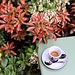 so muss Espresso ausschauen und schmecken