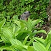 Hmm, wer versteckt sich dort?