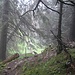 Gleich erreiche ich den Sattel zwischen Hörnle und Siechenberg. Geradeaus könnte man über den Siechenberg zum Grünten weitergehen, ich wendete mich aber vom Sattel nach rechts zum Abstieg. 