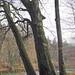 Baumriesen am Emmen-Ufer