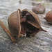 Stilleben