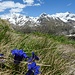 Überall auf dem Weg zu den Seeles Senn sind Alpenblumen am  Weg...