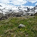 Das Schöne an der Frühlingszeit sind die noch schneebedeckten Gletscherberge, wie hier die Weißseespitze und die vielen Blumen...