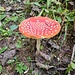 Fliegenpilz