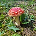 Und nochmal ein Fliegenpilz