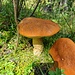Steinpilz?