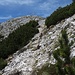 Jenseits des Passes geht es wiederum durch steile Latschengassen hinauf zum Gipfelkreuz ....