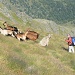 Aufsässige Ziegen im Steilabstieg zur Alpe Campo