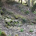 der Seitenbach in der Bruch-Zone