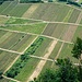 Wein, Wein, Wein