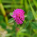 Wiesenklee