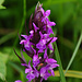 Dactylorhiza