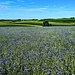 blau-grün-gelb bei Goldshausen