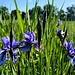 Lilienfeld im Ammermoos